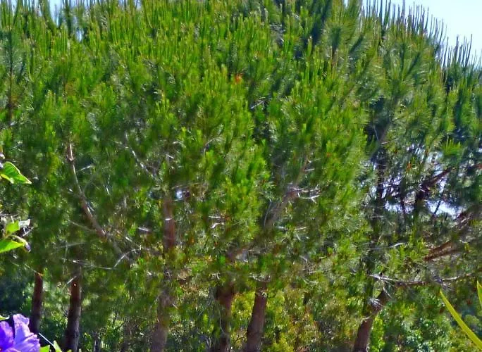 Casa Dos Sonhos, Private Terrace, Quiet Location, Walking To Village, Ecological Pool, Pets Considered, Nature Friendly Apartamento *